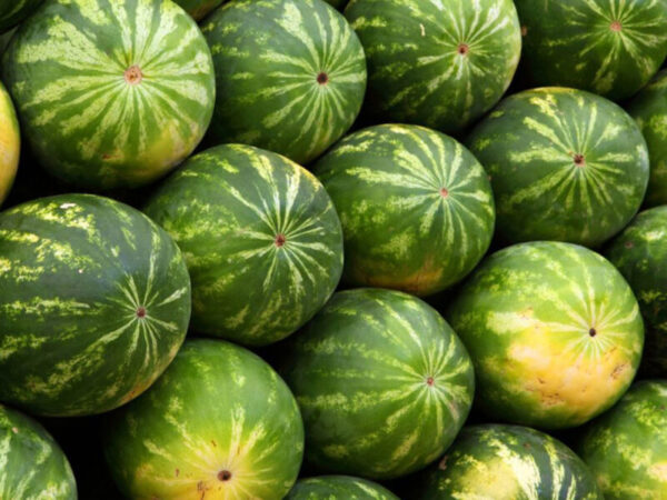 Watermelon Gangle Watermelon - Urban Jungle